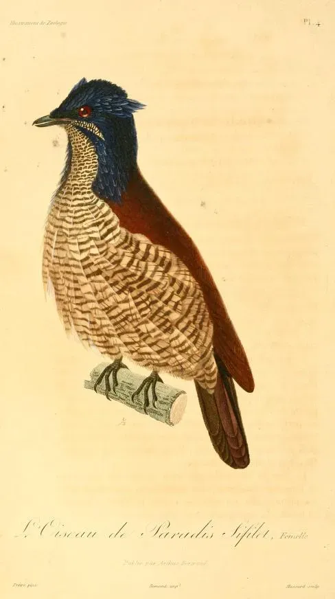 File:Parotia sefilata 1831.jpg
