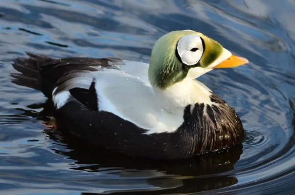 File:Somateria fischeri (Spectacled Eider - Plueschkopfente) - Weltvogelpark Walsrode 2012-23b.jpg