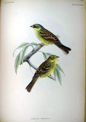File:Emberiza personata Fauna Japonica.jpg