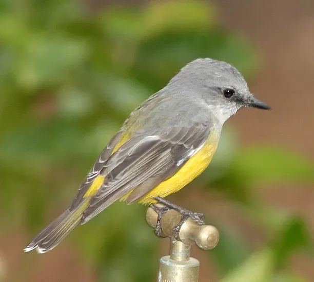 File:Eopsaltria griseogularis.jpg