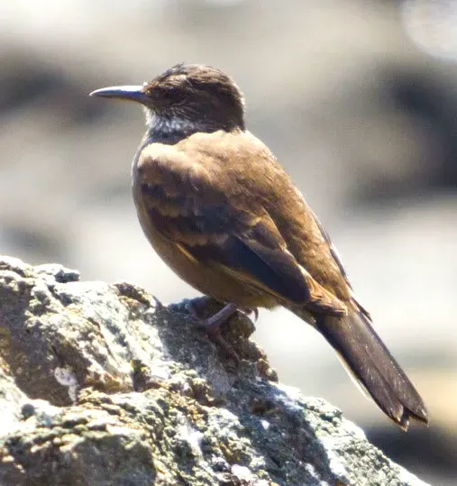 File:Chilean Seaside Cinclodes Cinclodes nigrofumosus Chile 2011.jpg