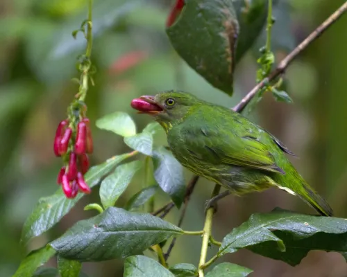 File:Masked fruiteater (Pipreola pulchra) photographed by devon pike in peru in 2011.jpg