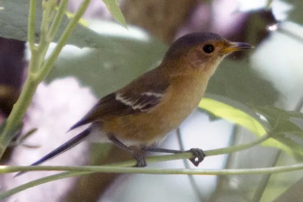 File:Tinian Monarch Monarcha takatsukasae photographed on Tinian Island in 2012 by Devon Pike.jpg