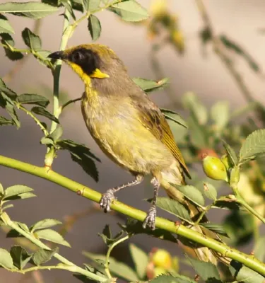File:Lichenostomus cratitius.jpg