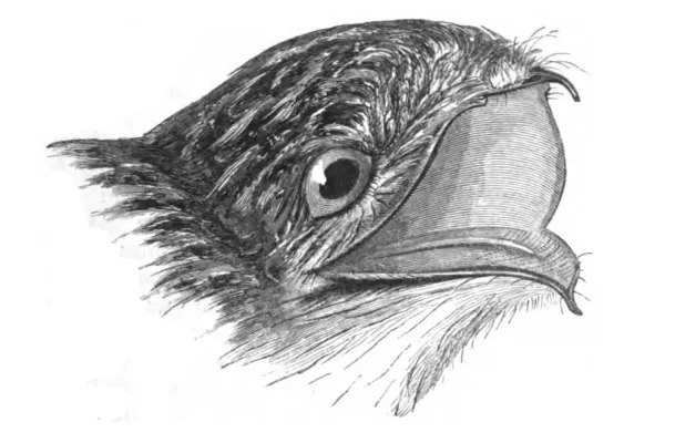 File:Natural History, Birds - Nyctibius jamaicensis.jpg