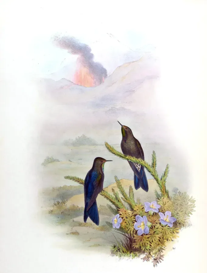 File:Chalcostigma stanleyi Gould.jpg