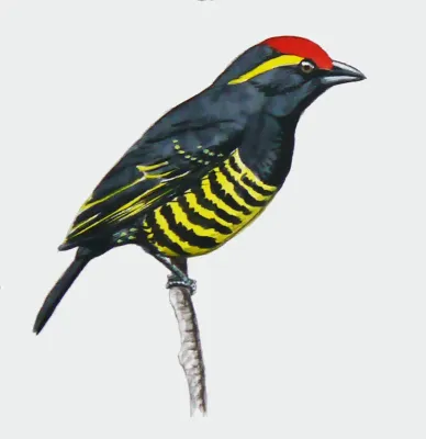 File:Buccanodon duchaillui.jpg