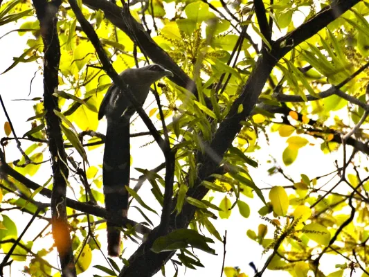 File:Large Green-billed Malkoha ( Phaenicophaeus tristis).jpg
