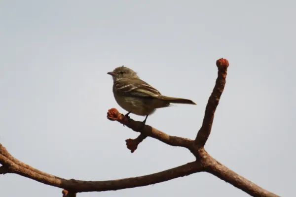 File:Elaenia cristata.jpg