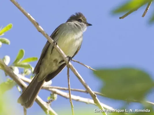 File:Elaenia spectabilis.jpeg