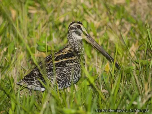 File:Gallinago undulata.jpeg