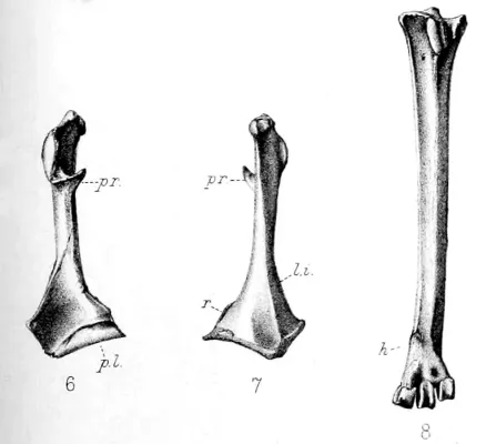 File:Nycticorax mauritianus.jpg