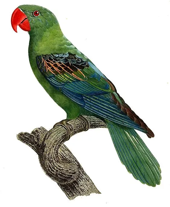 File:Tanygnathus megalorynchos - Barraband.jpg