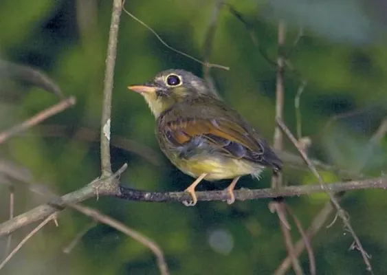 File:Platyrinchus leucoryphus.jpeg