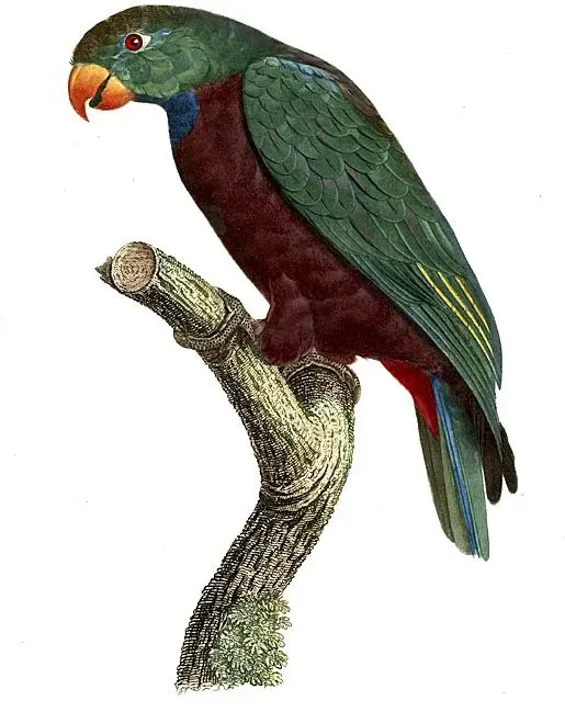 File:Pionus sordidus - Barraband.jpg