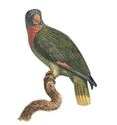 File:Amazona arausiaca - Barraband.jpg