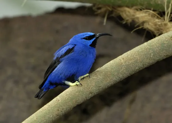 File:Purpurnaschvogel (Cyanerpes caeruleus) 03.jpg