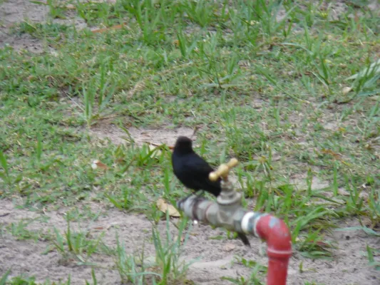 File:Melaenornis edolioides 0001.jpg