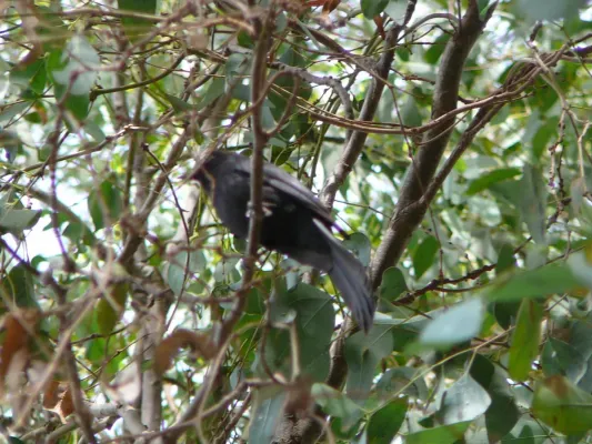 File:Melaenornis edolioides 0004.jpg