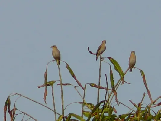 File:Euplectes franciscanus 0004.jpg