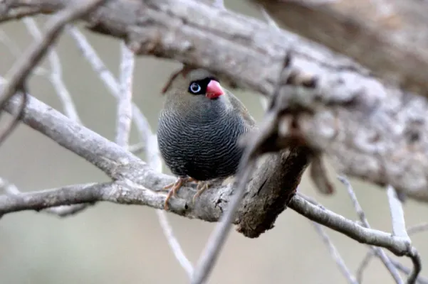 File:Stagonopleura bella.jpg