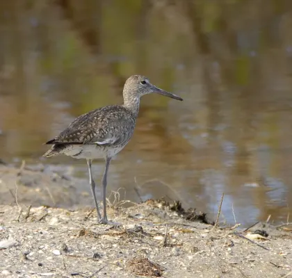 File:Willet Tringa semipalmata, Eddy Creek, Merrit Island, Brevard Co, Florida.jpg
