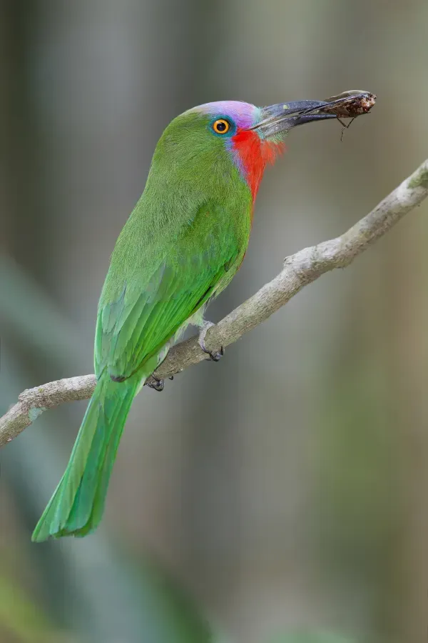 File:Nyctyornis amictus - Kaeng Krachan.jpg