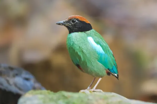 File:Pitta sordida - Sri Phang Nga.jpg