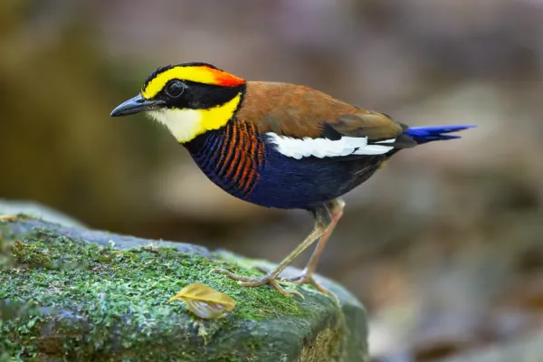 File:Hydrornis irena - Sri Phang Nga.jpg