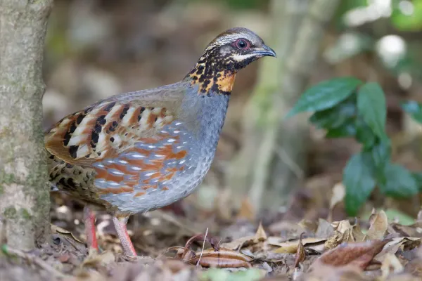 File:Arborophila rufogularis - Doi Inthanon.jpg