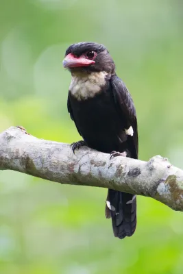 File:Corydon sumatranus - Khao Yai.jpg