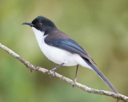 File:Heterophasia desgodinsi 2 - Doi Inthanon.jpg