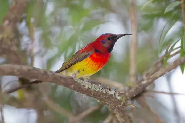 File:Aethopyga gouldiae - Doi Ang Khang.jpg
