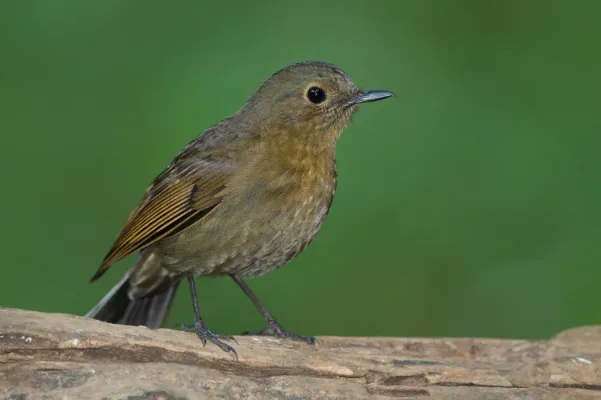 File:Myiomela leucura female - Doi Ang Khang.jpg