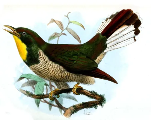 File:ChrysococcyxFlavigularisSmit.jpg