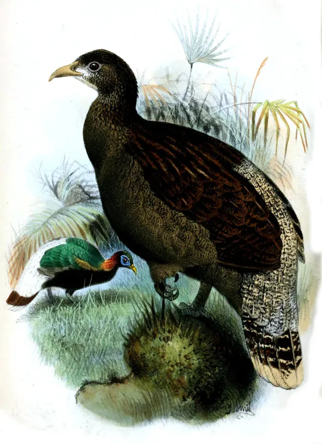 File:LophophorusSclateriSmit.jpg