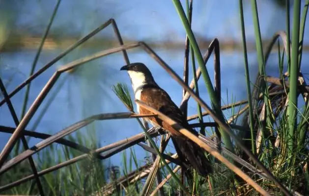 File:Centropus cupreicaudus.jpeg