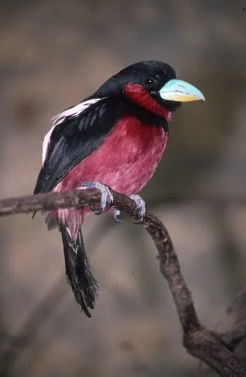 File:Cymbirhynchus macrorhynchos.jpeg