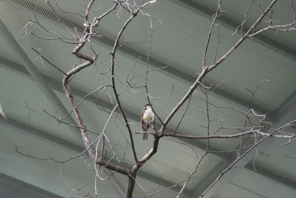 File:Paradoxornis gularis in Prague Zoo 02.JPG