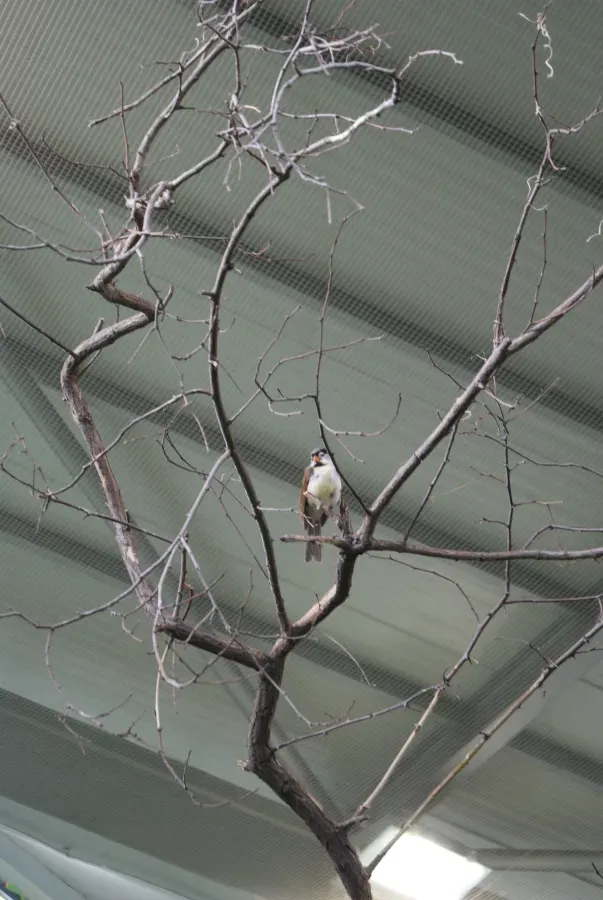 File:Paradoxornis gularis in Prague Zoo 01.JPG