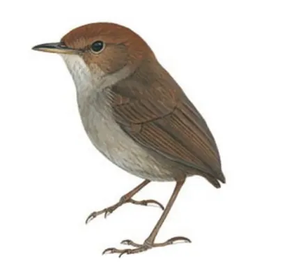 File:Tesia everetti Brian Small.jpg