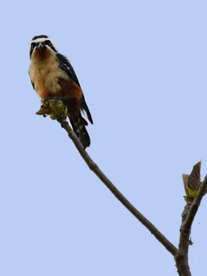 File:Collared Falconet (Microhierax caerulescens).jpg