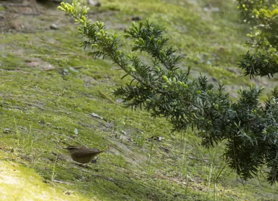 File:Urosphena squameiceps Taxus cuspidata.jpg