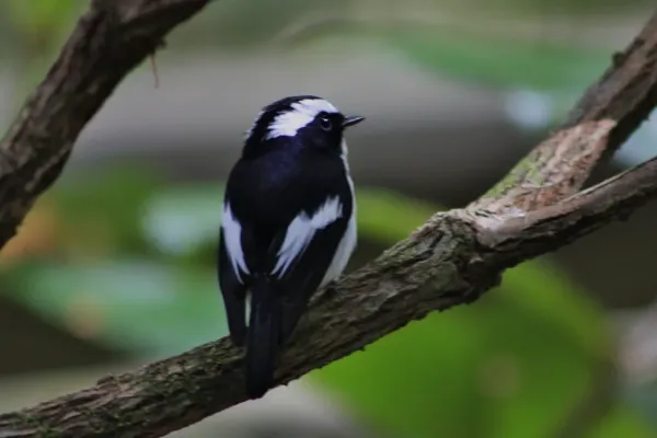 File:Ficedula westermanni Kinabalu 2.jpg