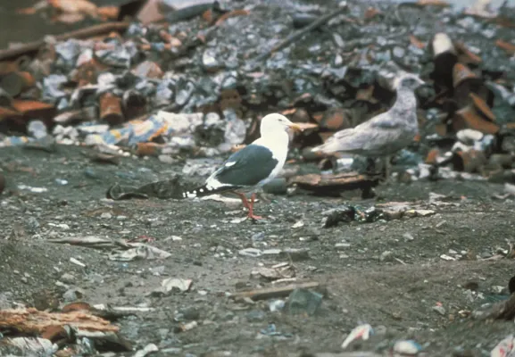 File:Larus schistisagus-USFWS.jpg