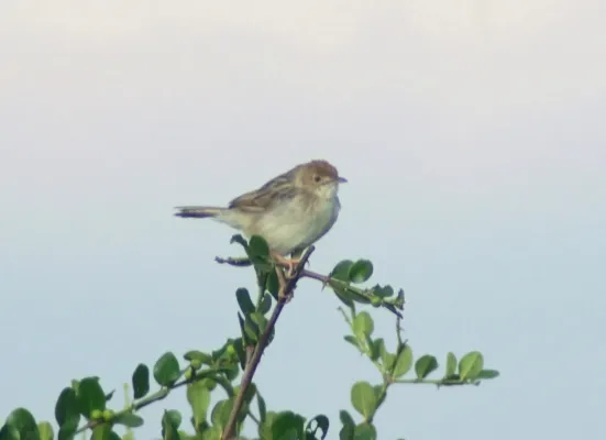 File:Cisticola marginatus, Sweetwaters Game Reserve, Kenya.jpg