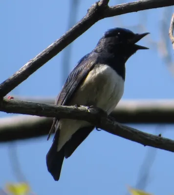 File:Cyanoptila cyanomelana male crying.JPG