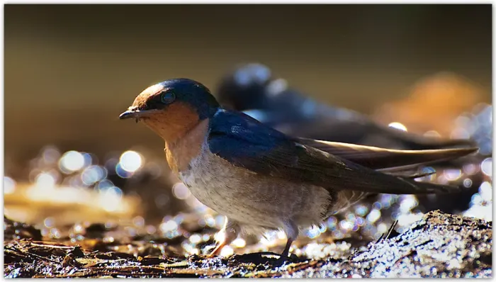 File:Hill Swallow (Hirundo domicola) by Dharani Prakash.jpg