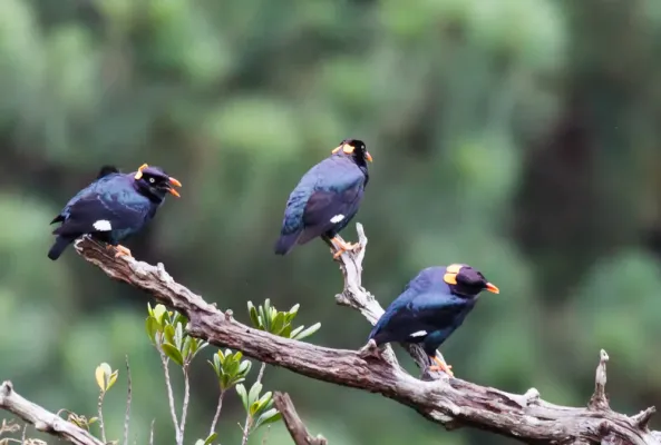 File:Gracula ptilogenys Knuckles Reserve, Sri Lanka 3.jpg