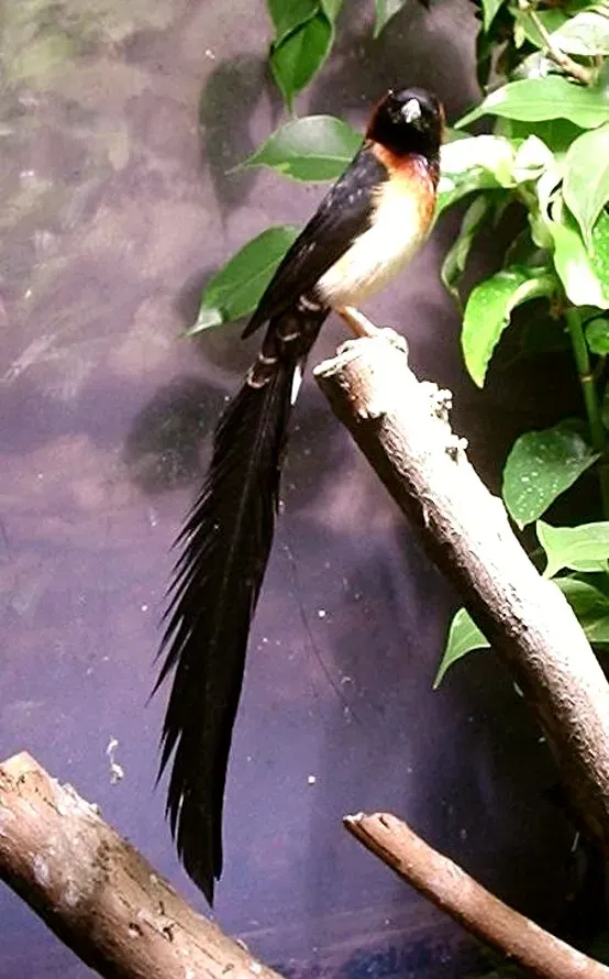 File:Vidua obtusa male.jpg